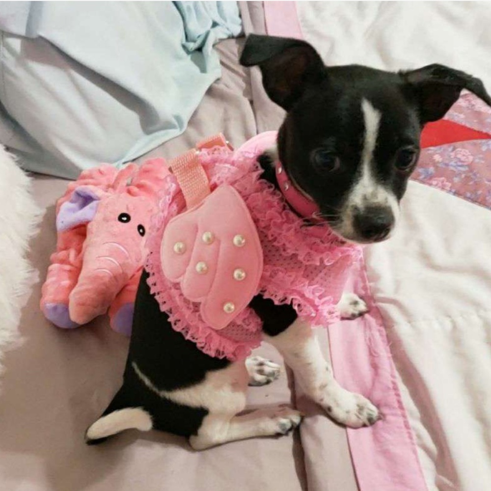 Angel Pet Harness